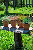 Festuca glauca and Carex comans Bronze, Frosted and Prairie Fire, Provence, France