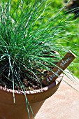 Festuca glauca - Blue fescue grass in pot, Provence, France