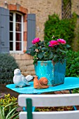 Miniature Rosa (rose) in bloom in a garden, Provence, France