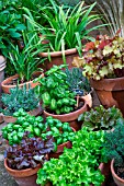 Pot plants including basil, lettuce, lavender, Heuchera, Provence, France