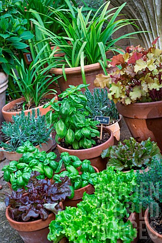 Pot_plants_including_basil_lettuce_lavender_Heuchera_Provence_France