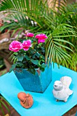 Miniature Rosa in bloom in a garden, Provence, France