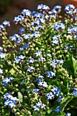 Myosotis in bloom in a kitchen garden, Provence, France