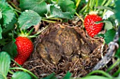 Chicks in nest with Stawberries, Kitchen garden, Provence, France