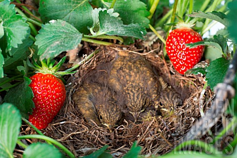 Chicks_in_nest_with_Stawberries_Kitchen_garden_Provence_France