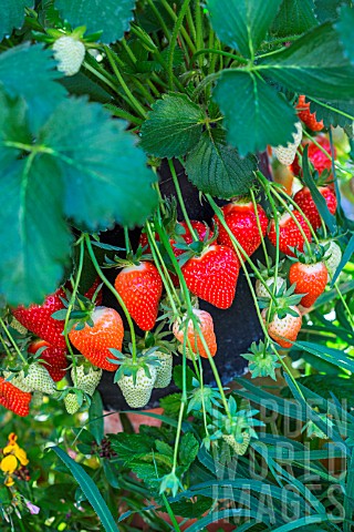 Strawberry_Dely_Kitchen_garden_Provence_France