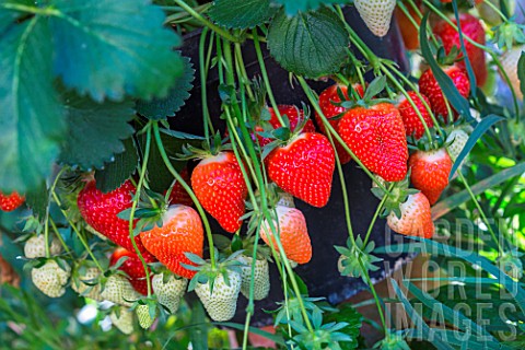 Strawberry_Dely_Kitchen_garden_Provence_France