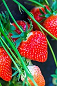 Strawberry Dely, Kitchen garden, Provence, France