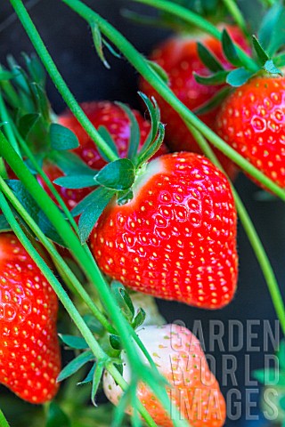 Strawberry_Dely_Kitchen_garden_Provence_France