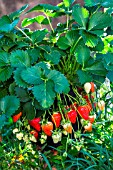 Strawberry Dely, Kitchen garden, Provence, France