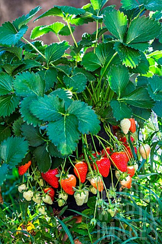 Strawberry_Dely_Kitchen_garden_Provence_France