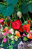 Strawberry Cirafine, Kitchen garden, Provence, France