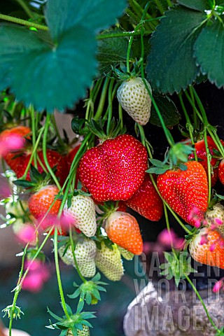 Strawberry_Cirafine_Kitchen_garden_Provence_France