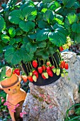 Strawberry Cirafine, Kitchen garden, Provence, France