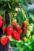 Strawberry Cirafine, Kitchen garden, Provence, France