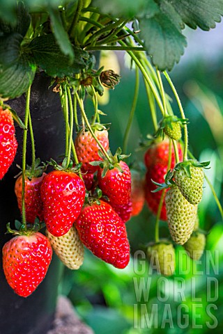 Strawberry_Cirafine_Kitchen_garden_Provence_France