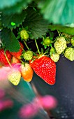 Strawberries, Kitchen garden, Provence, France