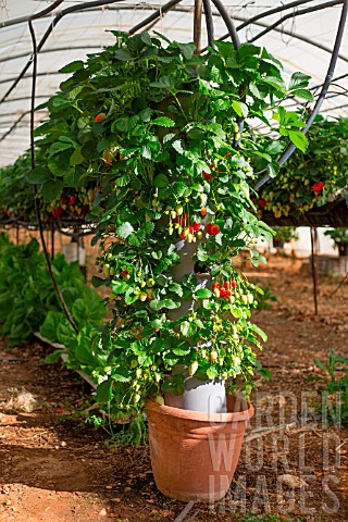 Strawberries_Kitchen_garden_Provence_France