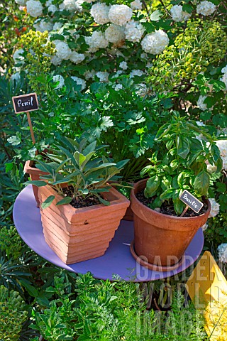Sage_basil_and_parsley_in_pot_Provence_France
