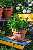 Mentha (Mint) in pot, Provence, France