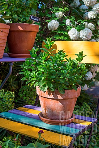 Mentha_Mint_in_pot_Provence_France