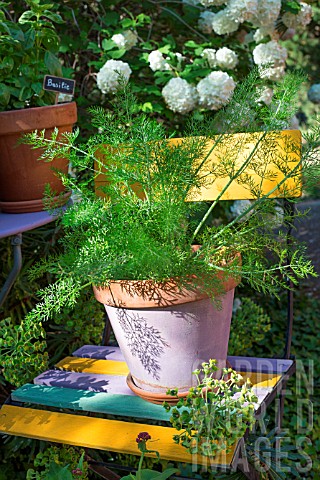 Foeniculum_officinalis_Fennel_in_pot_Provence_France