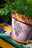 Foeniculum officinalis (Fennel) in pot, Provence, France