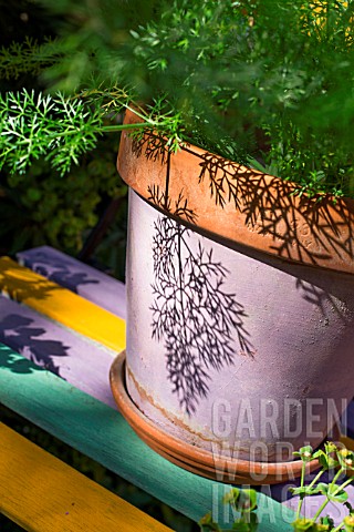 Foeniculum_officinalis_Fennel_in_pot_Provence_France