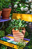 Salvia officinalis (Sage) in pot, Provence, France