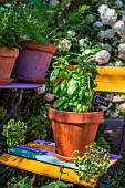 Ocimum basilicum Grand Vert (Basil) in pot, Provence, France