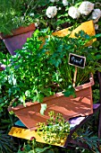 Petroselinum sativum (Parsley) in pot, Provence, France