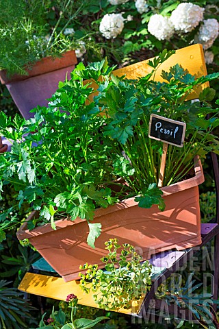 Petroselinum_sativum_Parsley_in_pot_Provence_France