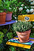 Thymus in pot, Provence, France