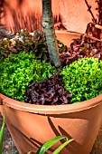 Batavia, Red and blonde oak leaf Lettuce underplanted in a pot of Olive tree, Provence, France