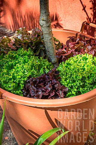 Batavia_Red_and_blonde_oak_leaf_Lettuce_underplanted_in_a_pot_of_Olive_tree_Provence_France