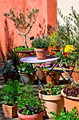 Terrace with various pot plants including olive trees, Provence, France