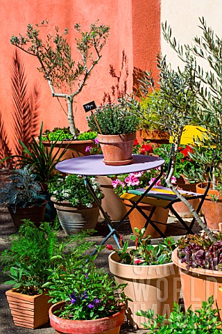 Terrace_with_various_pot_plants_including_olive_trees_Provence_France