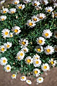 Anthemis frutescens