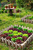 Lettuce in a square foot kitchen garden, Provence, France