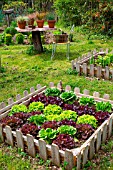 Lettuce in a square foot kitchen garden, Provence, France