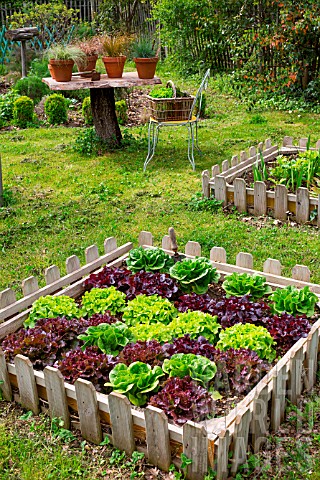 Lettuce_in_a_square_foot_kitchen_garden_Provence_France