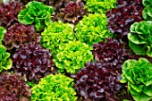 Various Lettuces in a kitchen garden, Provence, France