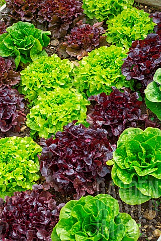 Various_Lettuces_in_a_kitchen_garden_Provence_France