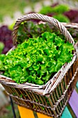Oak leaf Lettuce in a basket, Provence, France