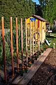 Stakes for tomatoes and plantation of Tagetes in a kitchen garden, Provence, France