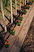 Stakes for tomatoes and plantation of Tagetes in a kitchen garden, Provence, France