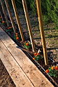 Stakes for tomatoes and plantation of Tagetes in a kitchen garden, Provence, France