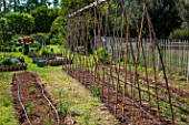 Tomato stakes in a kitchen garden, Provence, France