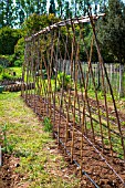 Tomato stakes in a kitchen garden, Provence, France