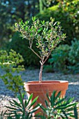 Olive tree in terracotta pot, Provence, France